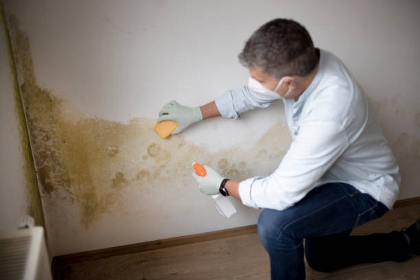 Best Black Mold Removal  in Ajo, AZ